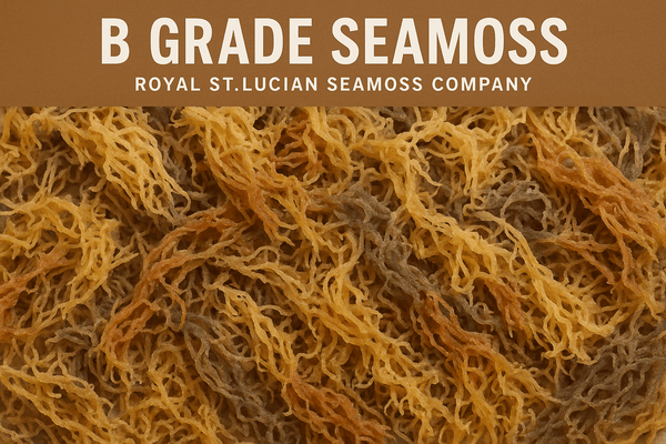 Wholesale Purple Sea Moss – 10 lb Bulk Case (B Grade)-1