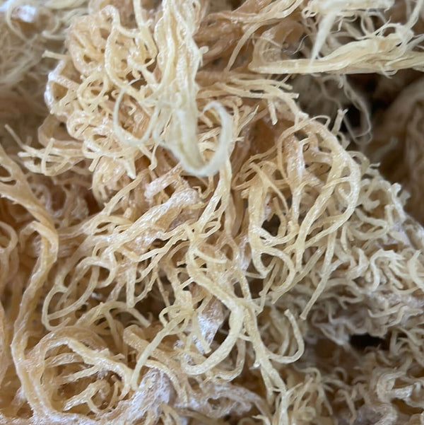 St. Lucian Gold Sea Moss Bulk (Wholesale Dried Seamoss)-1